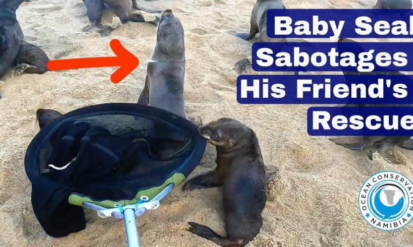 Baby Seal Sabotages His Friend's Rescue