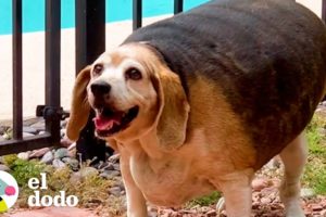 Beagle de 40 kilos pierde el 70% de su peso corporal | El Dodo