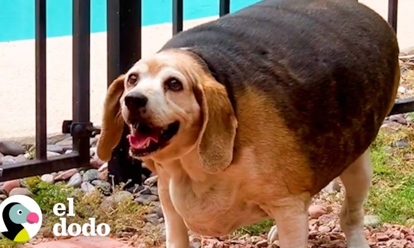 Beagle de 40 kilos pierde el 70% de su peso corporal | El Dodo