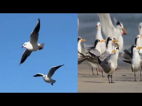 Beautiful Animals Playing in Natural Environment.#10 #funny_vedios #Funny_Creature