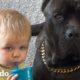 Bebé crece con un perro de 125 libras | Almas Gemelas | El Dodo