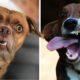 Best Funny DOG Videos 🤣 Cutest Puppies and Funniest Doggos 🤣
