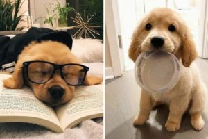 Best Funny and Cute Golden Retriever Puppies 2022 - Funniest Golden Retriever Videos