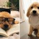 Best Funny and Cute Golden Retriever Puppies 2022 - Funniest Golden Retriever Videos