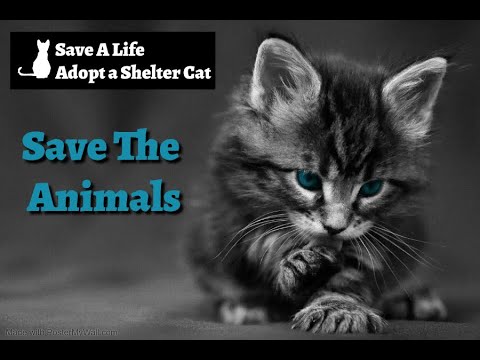 Best Inspiring Animal Rescues Of The Year  !  A Rescue Mission by a wildlife team #animals