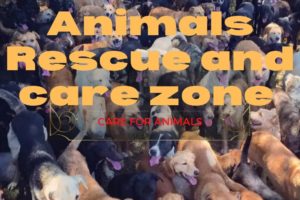 Biggest Animal Rescue and Care Zone #rescue #animalscare #careforanimals