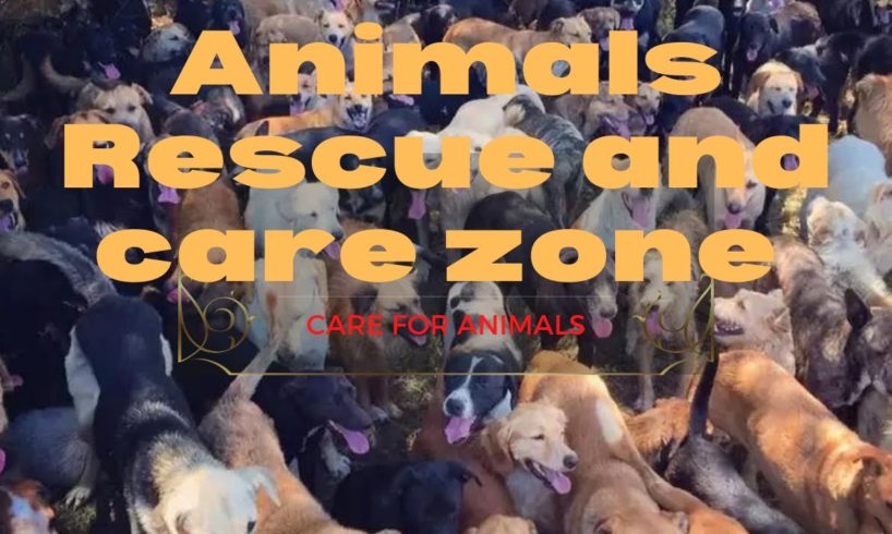 Biggest Animal Rescue and Care Zone #rescue #animalscare #careforanimals