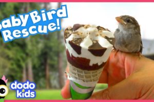 Biker Finds Lost Baby Birds And Teaches Them To Fly! | Rescued! | Dodo Kids