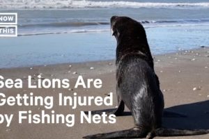 Biologists Rehabilitate Injured Sea Lions