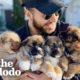 Brady Oliveira Saves Puppies In His Free Time | The Dodo Teammates