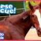 Brave Horse is Determined to Run Again | Animal Videos For Kids | Dodo Kids