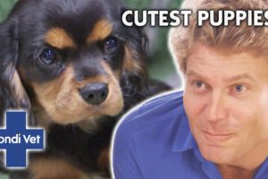 CUTENESS ALERT!!! BEST EVER PUPPY STORIES 🐶 💕 | Compilation | Bondi Vet