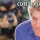 CUTENESS ALERT!!! BEST EVER PUPPY STORIES 🐶 💕 | Compilation | Bondi Vet