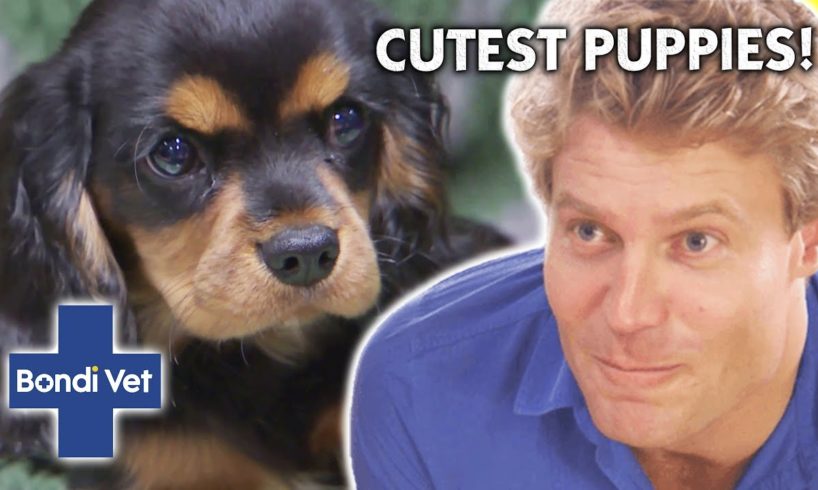 CUTENESS ALERT!!! BEST EVER PUPPY STORIES 🐶 💕 | Compilation | Bondi Vet