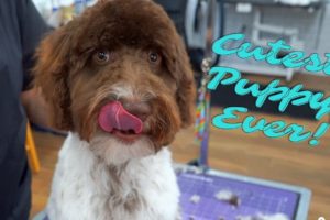 CUTEST PUPPY EVER Gets A Bath | Goldendoodle Bath | Rovers Makeover Dog Grooming