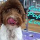 CUTEST PUPPY EVER Gets A Bath | Goldendoodle Bath | Rovers Makeover Dog Grooming