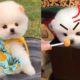 CUTEST Puppies of TikTok | Most Adorable Doggos TikTok Compilation 2022 🥰 - 2