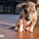 Cachorro callejero sin pelo es increíblemente esponjoso ahora | El Dodo