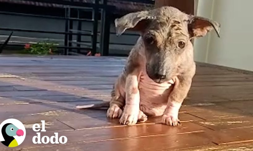 Cachorro callejero sin pelo es increíblemente esponjoso ahora | El Dodo