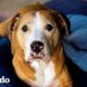 Cachorro diminuto 'imperfecto' es 100% perfecto | Puro Pitbull | El Dodo