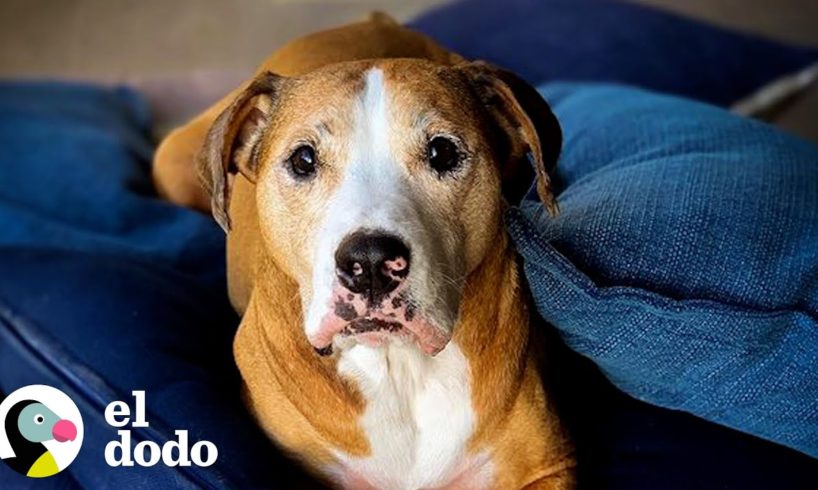 Cachorro diminuto 'imperfecto' es 100% perfecto | Puro Pitbull | El Dodo