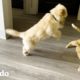 Cachorro está obsesionado con su gato hermano (a quien no le gusta) | El Dodo