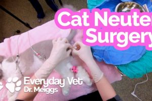Cat Neuter Surgery | A walkthrough of the surgical procedure