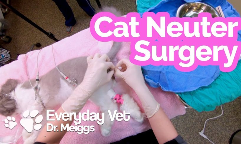 Cat Neuter Surgery | A walkthrough of the surgical procedure