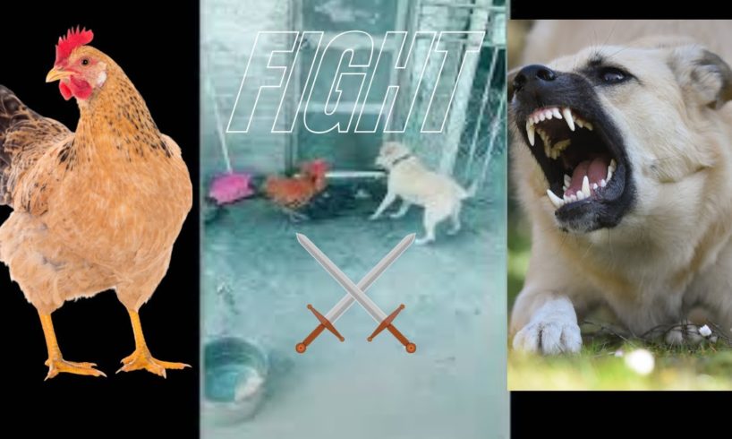 Chicken VS Dog Fight . You've never seen. funny animal