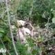 Chico encuentra un perro herido en el bosque que no deja de gruñir | El Dodo