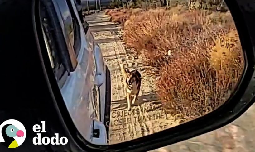 Chico pasa un año ganándose la confianza a un perro salvaje en el desierto | El Dodo