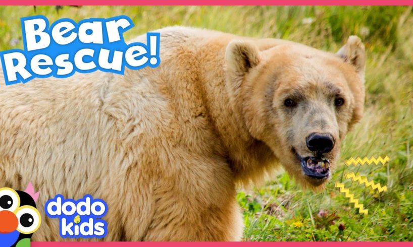 Circus Bear Now Lives Wild And Free | Animal Videos For Kids | Dodo Kids