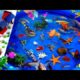 Collection of Cute Animals Videos, Crocodile, Shark, Dolphin, Goldfish, Crab, Betta,Swordfish,Shrimp