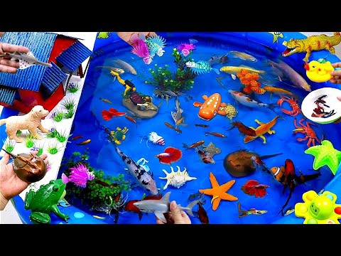 Collection of Cute Animals Videos, Crocodile, Shark, Dolphin, Goldfish, Crab, Betta,Swordfish,Shrimp