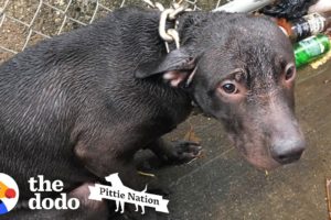 Cop Finds A Pit Bull Chained Up In The Rain | The Dodo Pittie Nation