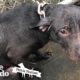 Cop Finds A Pit Bull Chained Up In The Rain | The Dodo Pittie Nation