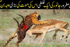 Craziest Animal Battles | Biggest Fights | Craziest Wild Animal Fights Caught on Camera