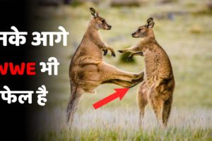 Craziest Fights of Wild Animals | Animal Fights in Hindi |जंगली जानवरों की सबसे भयंकर लड़ाइयां