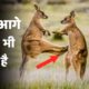 Craziest Fights of Wild Animals | Animal Fights in Hindi |जंगली जानवरों की सबसे भयंकर लड़ाइयां
