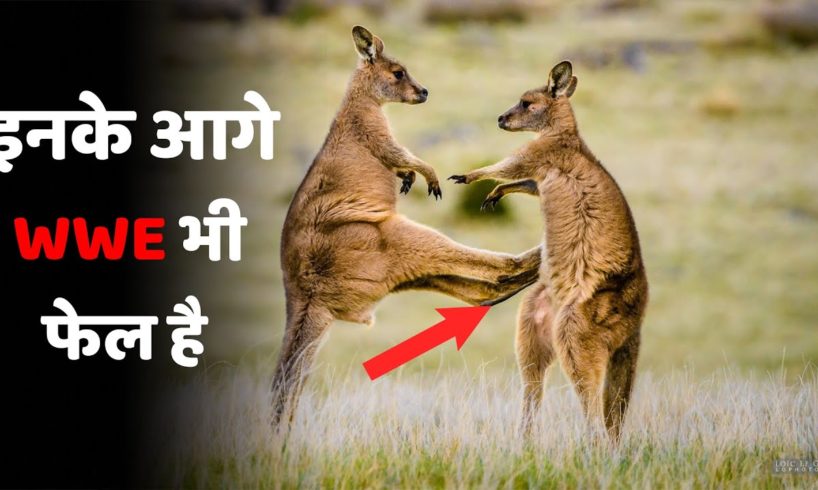 Craziest Fights of Wild Animals | Animal Fights in Hindi |जंगली जानवरों की सबसे भयंकर लड़ाइयां
