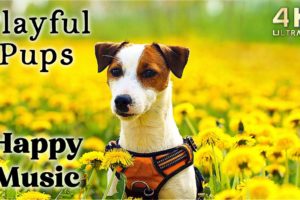 Cute 4K Dogs and Puppy Mood Booster TV Background, Happy Ambient Music - Upbeat Instrumental