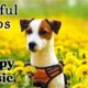 Cute 4K Dogs and Puppy Mood Booster TV Background, Happy Ambient Music - Upbeat Instrumental