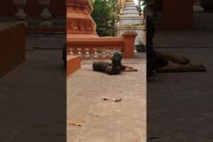 Cute Animals Playing - Dogs Happy, Lovely and Funny