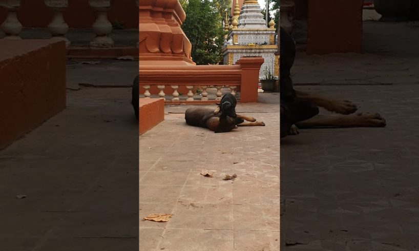 Cute Animals Playing - Dogs Happy, Lovely and Funny