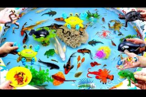 Cute Animals, Shark, Crab, Crocodile, Octopus, Goldfish, Clownfish, Swordfish,Octopus,Guppies,Shrimp