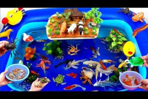 Cute Animals, Spotted Shark, Goldfish, Crab, Crocodile, Seal, Turtle, Snail, Koi Fish,Duck,Swordfish