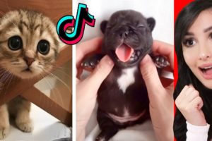 Cute Animals on Tik Tok That Will Make You Laugh