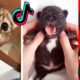 Cute Animals on Tik Tok That Will Make You Laugh
