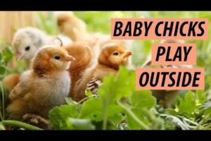 Cute Baby Chicks Playing Outside - Cute Baby Animals