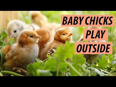Cute Baby Chicks Playing Outside - Cute Baby Animals